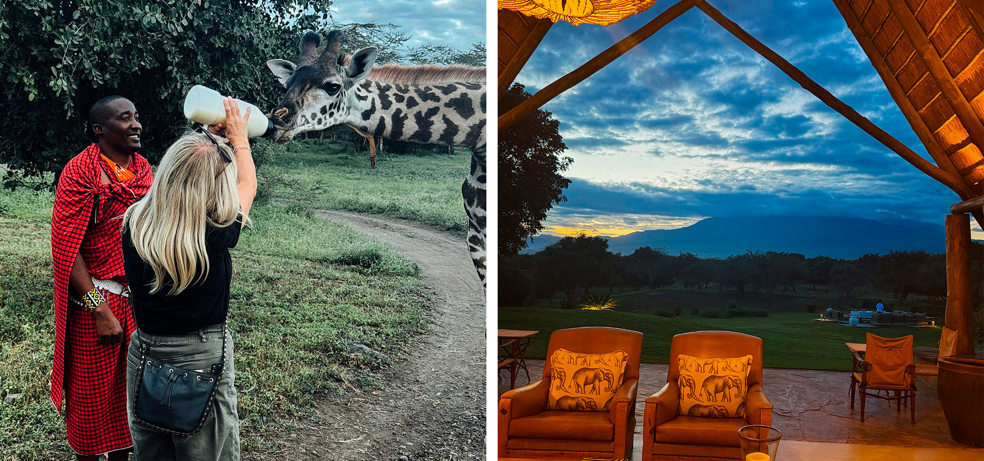 Feeding giraffes at Laba Mama Simba, Tanzania - Luxury Africa Safaris with Forth & Wonder