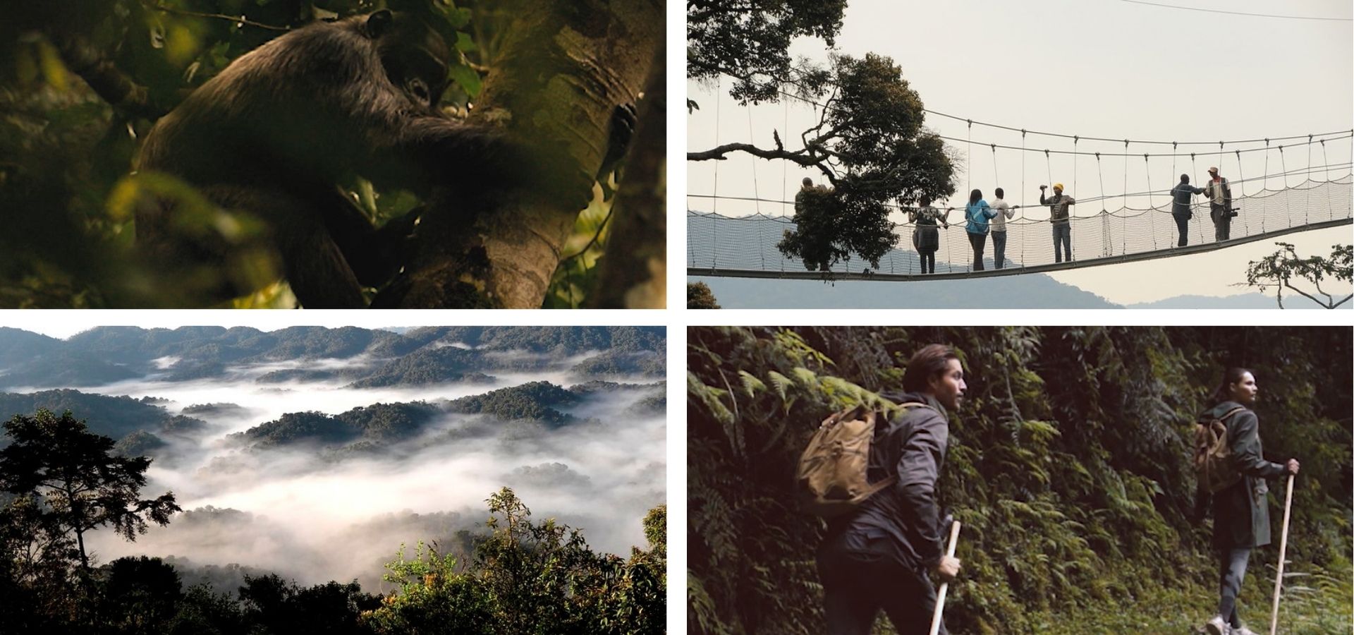 Chimpanzee trekking in rwanda - Luxury Africa Safaris with Forth & Wonder