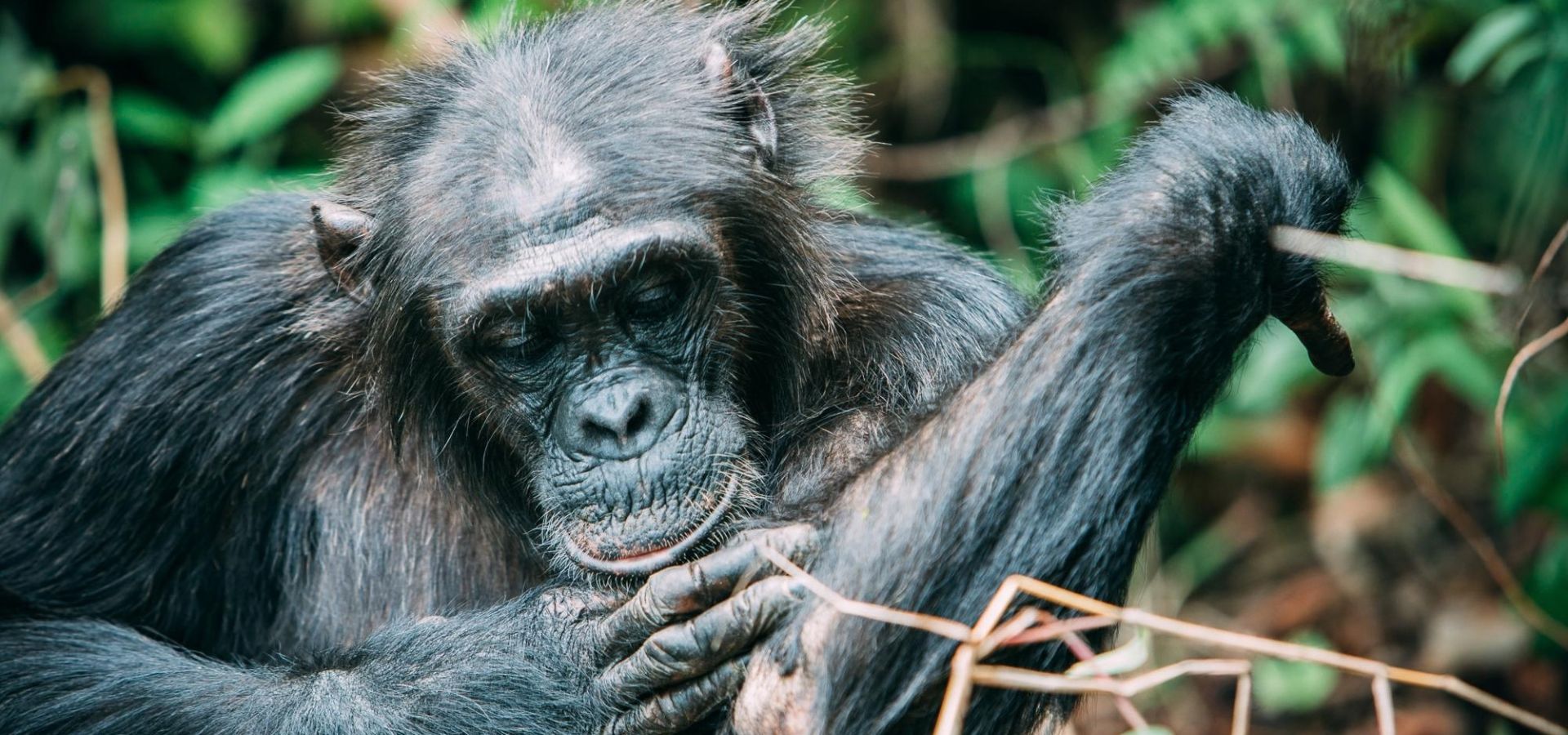 Chimpanzee in Rwanda - Luxury Africa Safaris with Forth & Wonder