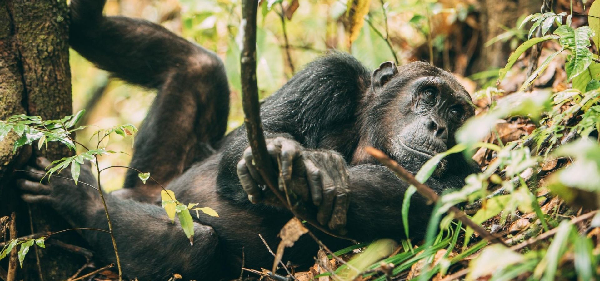 Chimpanzee lying down in Nyungwe Forest Rwanda - Luxury Africa Safaris with Forth & Wonder