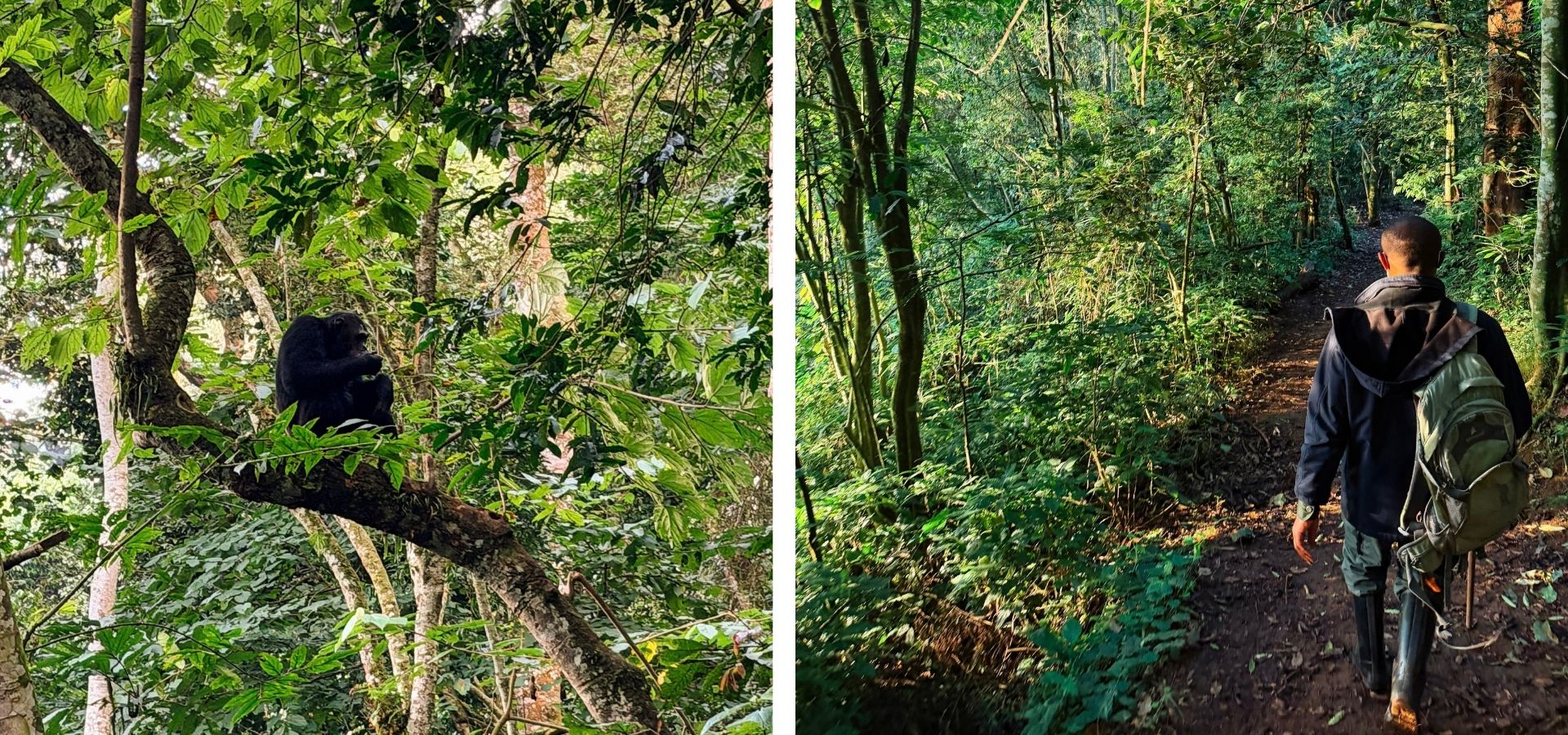 Chimpanzee trekking in Nyungwe Forest Rwanda - Luxury Africa Safaris with Forth & Wonder