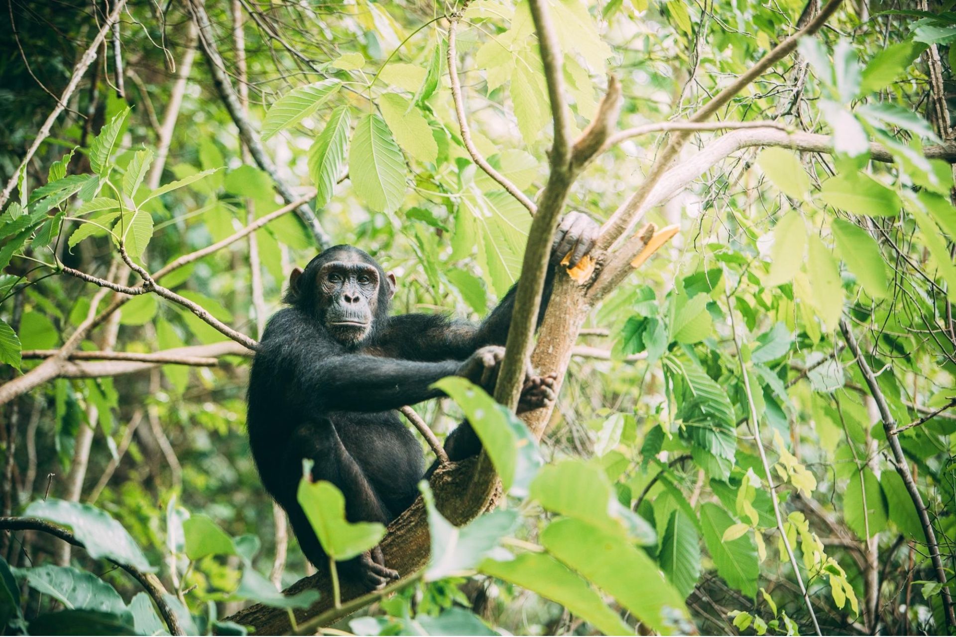 Chimpanzee in Rwanda - Luxury Africa Safaris with Forth & Wonder
